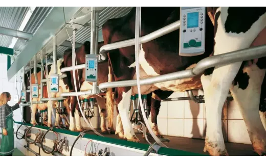 Salle de traite en épi GEA - EuroClass 1200 2