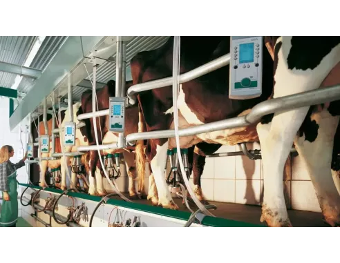 Salle de traite en épi GEA - EuroClass 1200