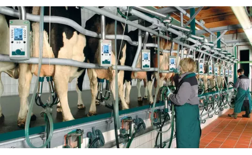 Salle de traite en épi GEA - EuroClass 800