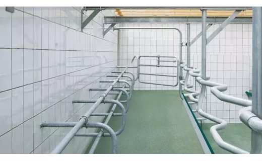 Salle de traite en épi GEA - EuroClass 800 2